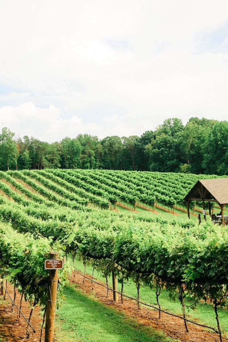 a vineyard